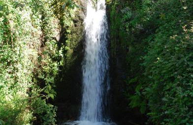 O Salgueiro - Foto 50