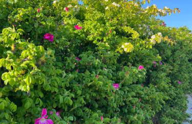 Langeoog-Villa Apollonia - Foto 22