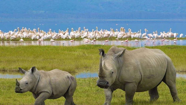 Safari de 7 días por Masái Mara, Amboseli, Hell's Gate y Lago Nakuru - Foto 2
