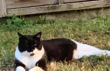 MAISON DE VILLE à Saint-Junien - Foto 23