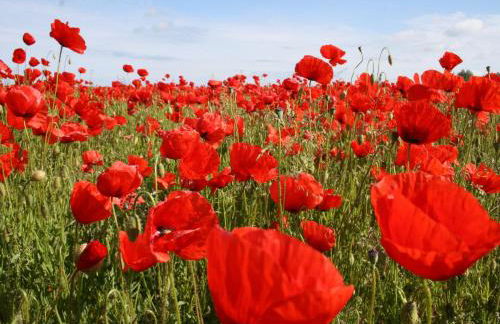 Ferienzimmer in Kröpelin - Foto 7