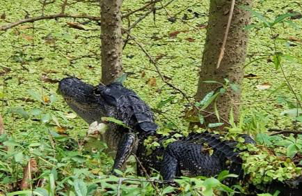 Wise Owl Retreat on the River - Foto 33