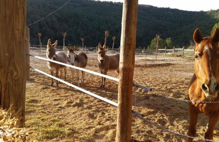 Les Muntades - Foto 33