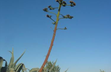 Cortijo La Estrella - Foto 48