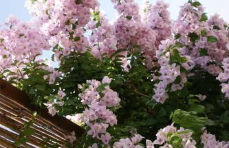 BanSala Villas - Foto 60