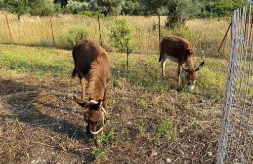 Mountain View Bungalows Dimilia - Foto 21