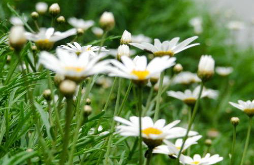 Casa Oliveira Esmeraldo - Guest Houses - Foto 32