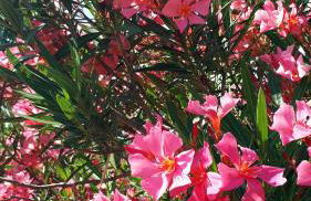 LA GARDE ADHEMAR, L'escalier Médiéval - Foto 69