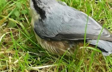 Domek pod lasem podlaskie - Foto 40