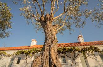 Herdade do Barrocal de Baixo - Foto 122