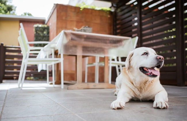 Il Tulipano Rosso - Foto 23