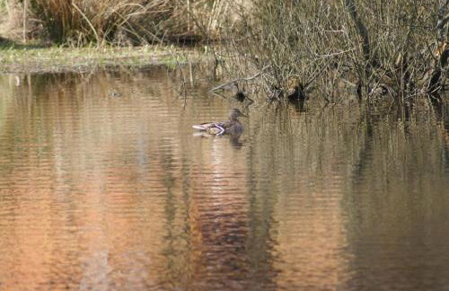 Holiday Home Ruhe am Meer - Ferienhäuser in den Gärten von Magra by Interhome - Foto 8