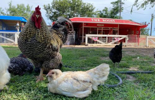 Cabin 3 The Roost Cabins - Foto 32