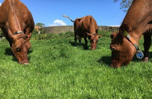 Tante Berta - Foto 14