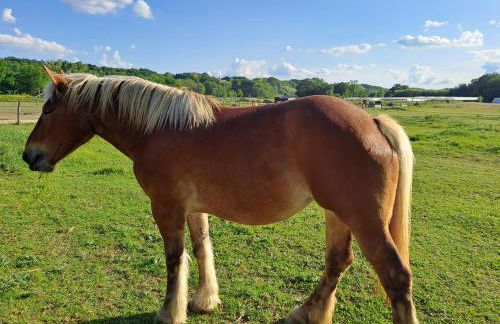 Le Relais du Golf- Château de la Touche - Foto 30