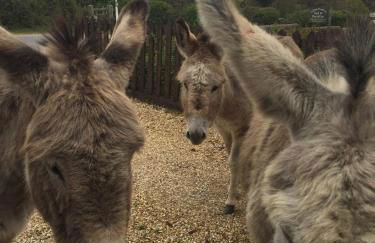 Farmhouse in the heart of the New Forest - Foto 37