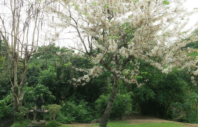 Suan Kaew Park - Photo 33