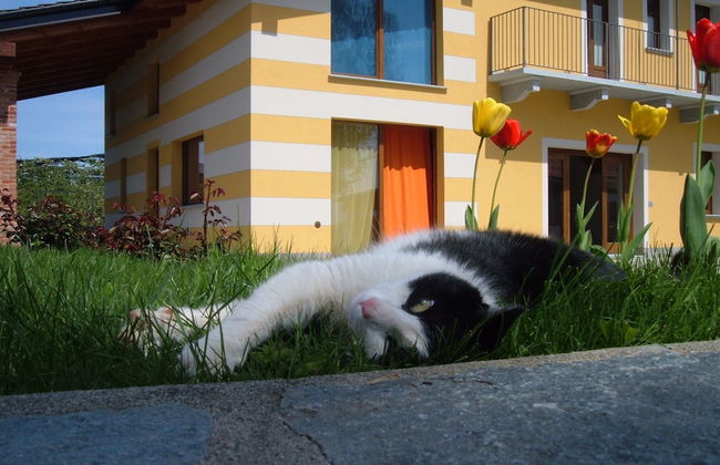 Fior di campo - Photo 17