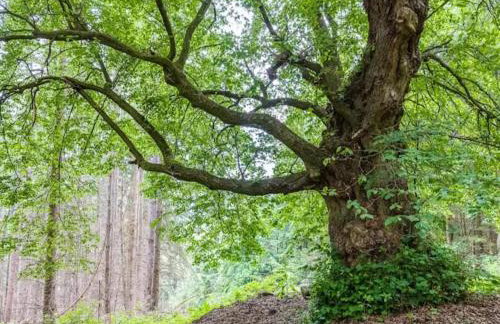 Spacious Farmhouse in Friedrichsfeld near Forest - Foto 52
