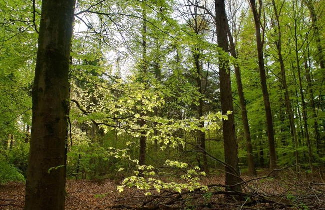 Bungalow in Sondel Near Slotermeer Lake - Foto 28