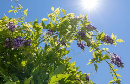 Villa Paradiso: Near beach, superb pool and garden - Photo 33