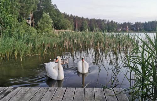 Sosnowy Azyl - Foto 20