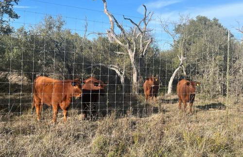 Dome Sweet Dome - Foto 13