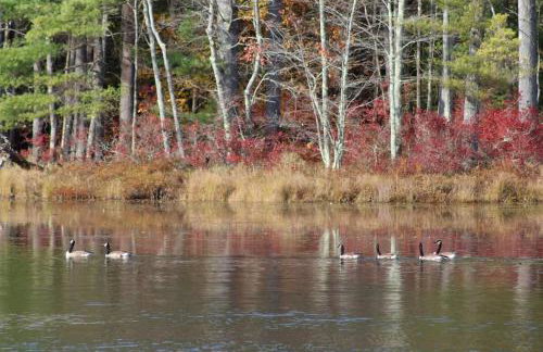 Pet-friendly, secluded, and peaceful pondside home near to Keene and Rindge NH - Foto 23