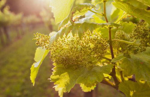 Fattoria Le Vegre - Foto 34