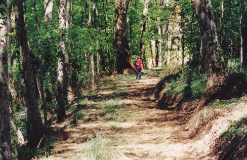 Castle in Le Veurdre near Forest and River - Foto 33