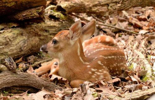 3 Acre Lake Paradise Swimming Pool & Jacuzzi HotTub! - Foto 46