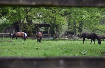 Bullerbü Hanrade zwischen Hamburg und Bremen - Foto 16