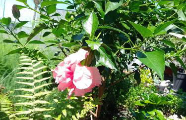 Lazy Lizard by the Ocean - Foto 72