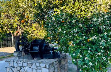 Citrus garden - Photo 27