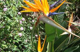 APT 65 M2 DANS VILLA AVEC PISCINE BANYULS SUR MER - Foto 10