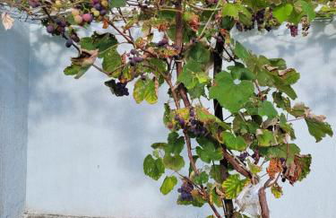 Casa Vinhedos - Foto 41