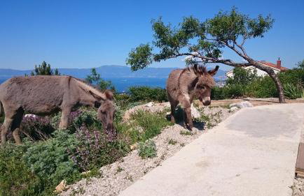 Villa Suzi - Family Farm Stay with Donkeys, Pool and Sea View near Rijeka - Photo 36