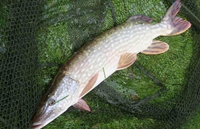 Cabane dans les Arbres - Tree House - Foto 16