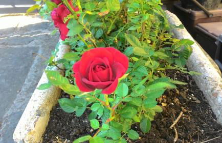 Il Borgo dei Pini - Foto 40