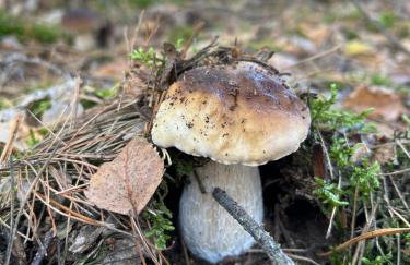 Dom z linią brzegową Narwi 3 - Photo 12