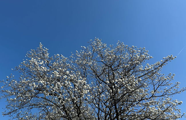 The Beautiful White House - Foto 23