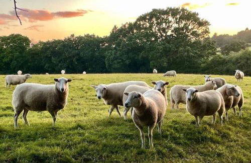 Arniss New Forest - Photo 53