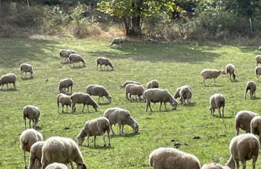 Agriturismo La Dimora dei Cavalieri - Photo 28