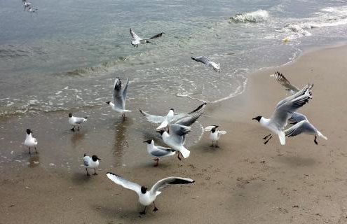 Ferienhaus Karola - Foto 20