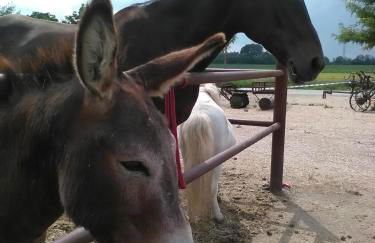 All'Antica Ruggine - Photo 33