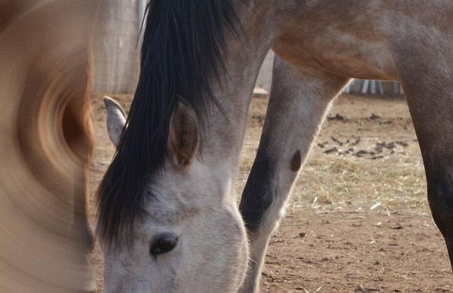 Bio et Bois - Foto 72