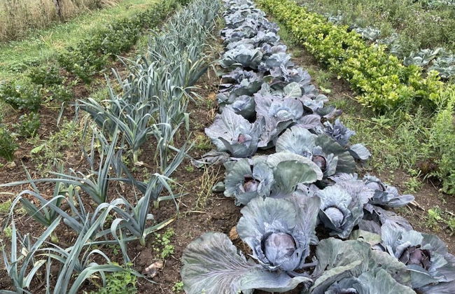 Studio House on Hof Jumne - Foto 29