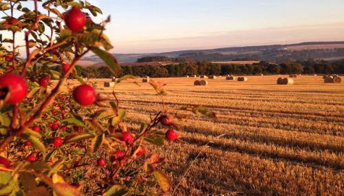 Eastwood Cottage - Foto 5