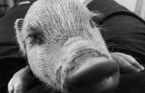 Agriturismo Quattro Pini - Foto 16