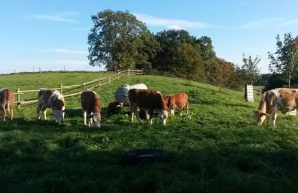 Ferienwohnung Zugspitze - Foto 13